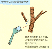 枝抜き(間引き)